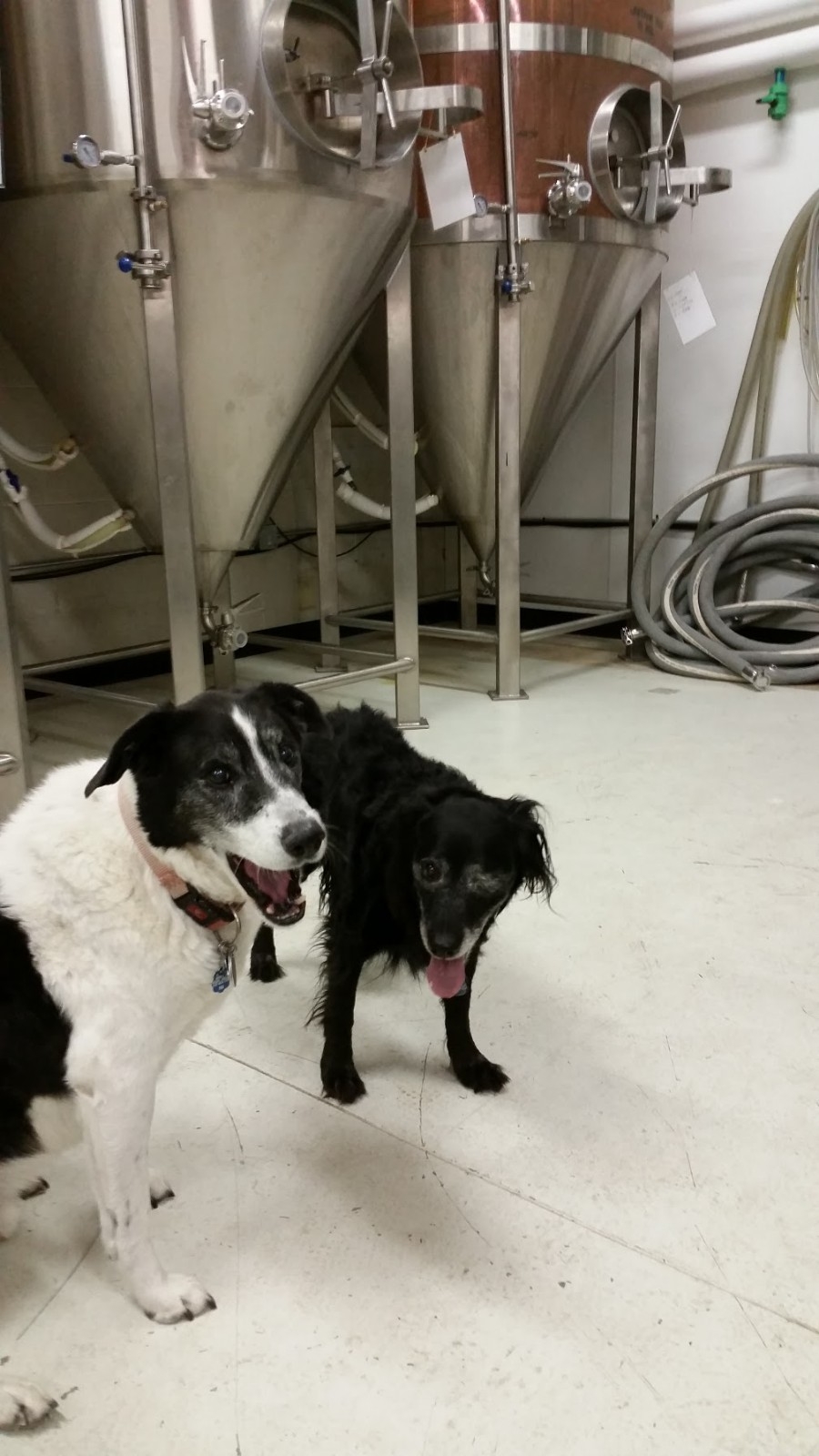 Dog Beer, or Beer Dog